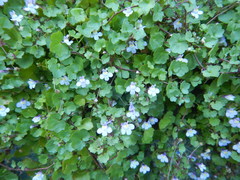 Cymbalaria muralis