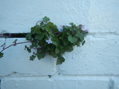 Cymbalaria muralis