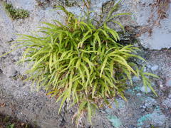 Pteris cretica