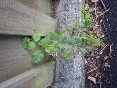 Clematis vitalba