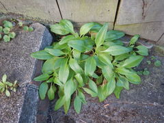 Centranthus ruber