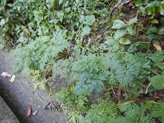 Conium maculatum