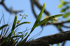 Prosthechea ochracea