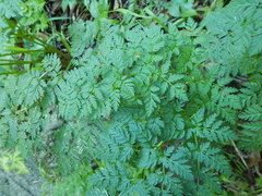Conium maculatum