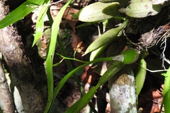 Prosthechea livida