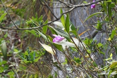 Sobralia macrantha