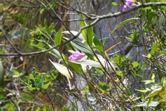 Sobralia macrantha