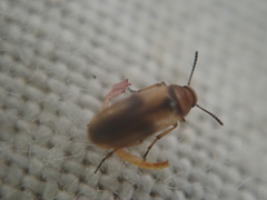 Anaspis maculata