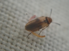 Anaspis maculata