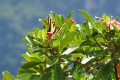 Papilio pilumnus