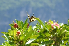 Papilio pilumnus