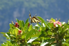 Papilio pilumnus