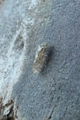 Nimbopsocus australis