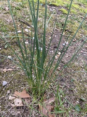 Allium cepa