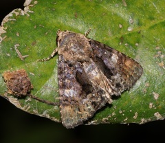 Ecpatia longinquua