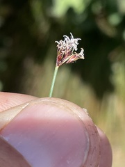 Bulbostylis nesiotica
