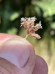 Bulbostylis nesiotica