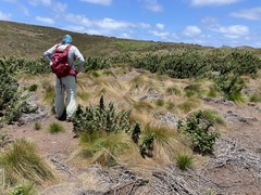 Bulbostylis nesiotica