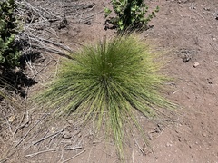 Bulbostylis nesiotica