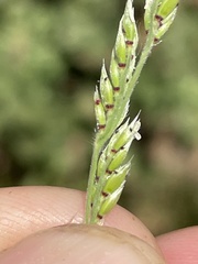 Eriochloa acuminata