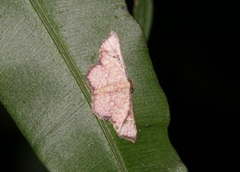 Enispa elataria