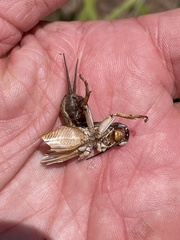 Gryllus alexanderi