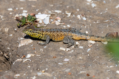 Side-Blotched Lizard photo 5