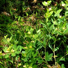 Baptisia nuttalliana