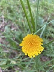 Hypochaeris radicata