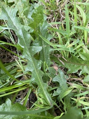 Hypochaeris radicata