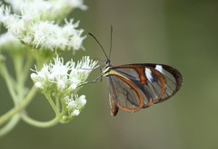 Ithomia agnosia zikani