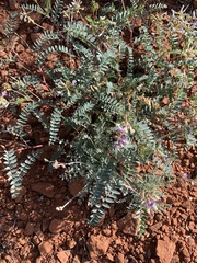 Astragalus lentiginosus wilsonii
