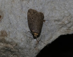 Eugoa bipunctata