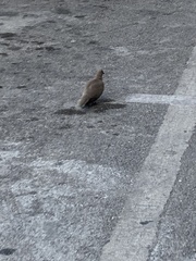 Streptopelia decaocto