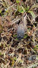 Pilobalia