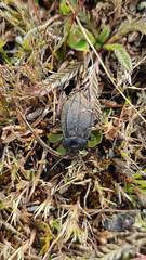 Pilobalia