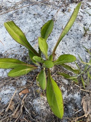 Carphephorus odoratissimus