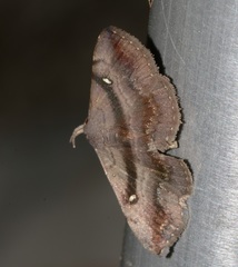 Hadennia jutalis