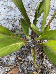 Carphephorus odoratissimus