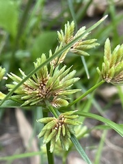 Cyperus eragrostis