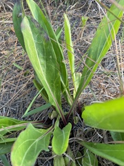 Carphephorus odoratissimus