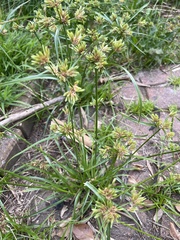 Cyperus eragrostis