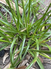 Cyperus eragrostis