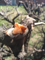 Fusicolla merismoides