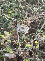 Polistes dorsalis clarionensis