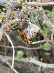 Polistes dorsalis clarionensis