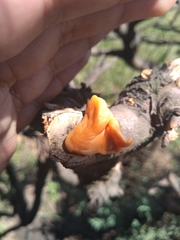 Fusicolla merismoides