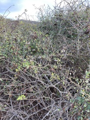 Polistes dorsalis clarionensis