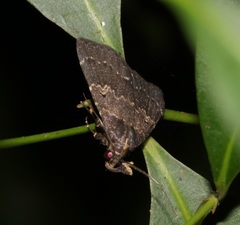 Hydrillodes nilgirialis