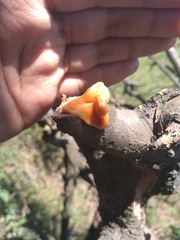 Fusicolla merismoides